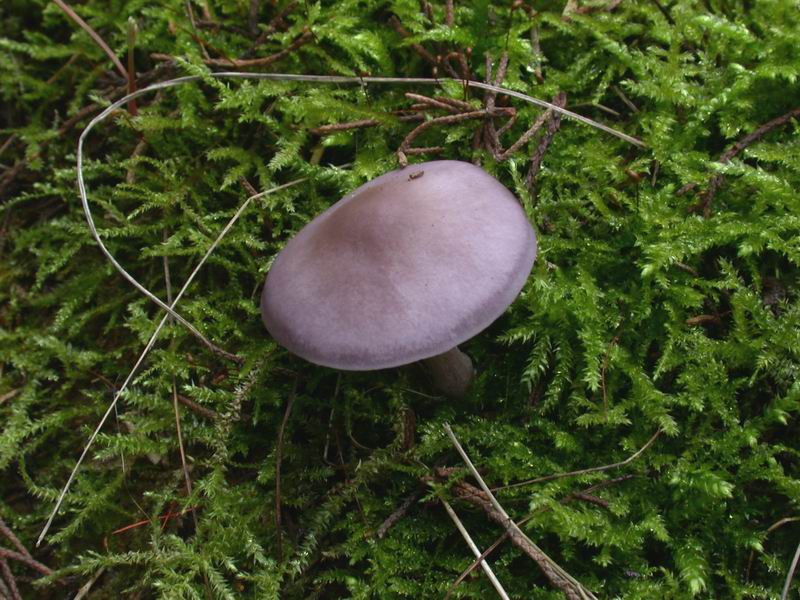 Escursione in cipresseta